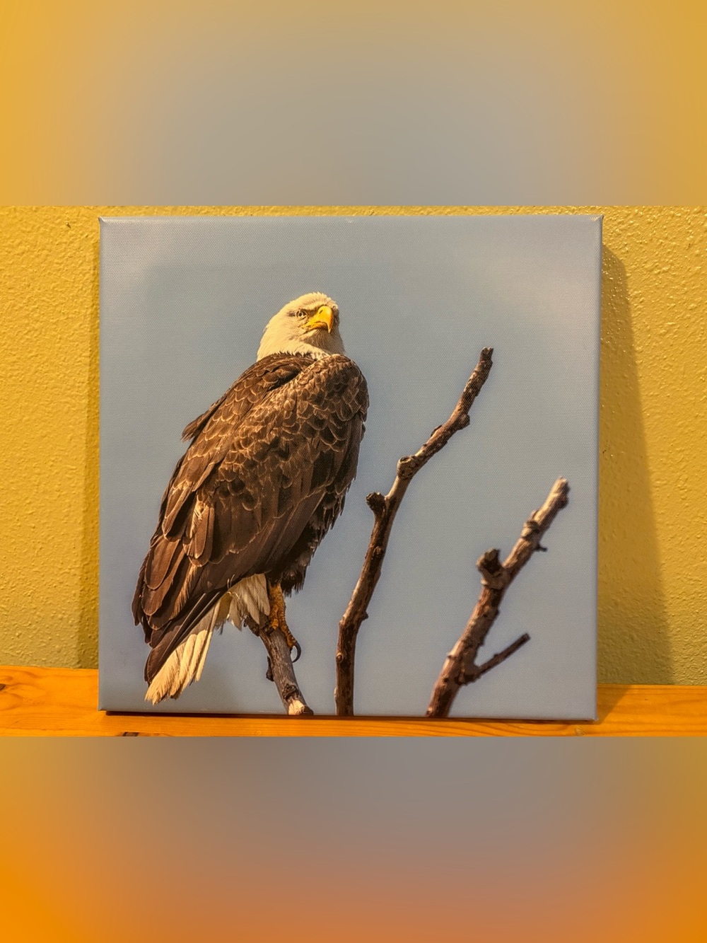 Bald Eagle Perch Cover in Brown & White – Canvas-Style Bird Perch Accessory